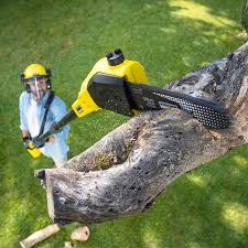 Pest Control for Lawns in Lowell, NC