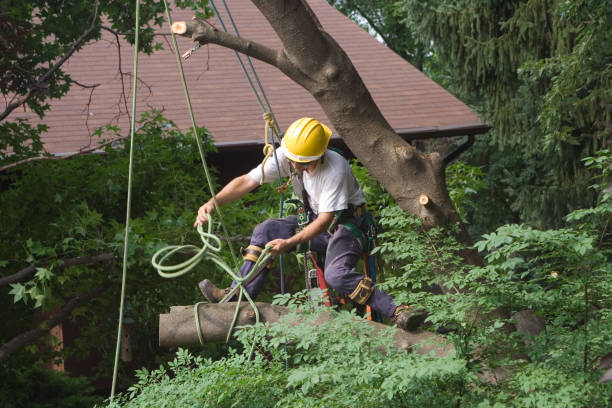 Best Seasonal Cleanup (Spring/Fall)  in Lowell, NC