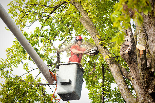 Best Tree Cabling and Bracing  in Lowell, NC