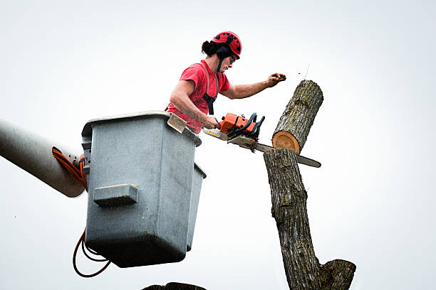 Best Hazardous Tree Removal  in Lowell, NC